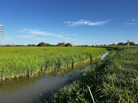 Risaia