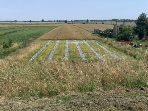 Messa in dimora di alberi